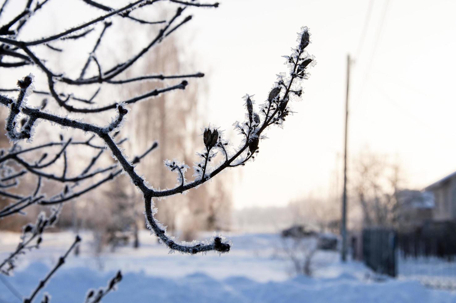 avvicinamento albero ramo coperto con brina nel inverno. foto