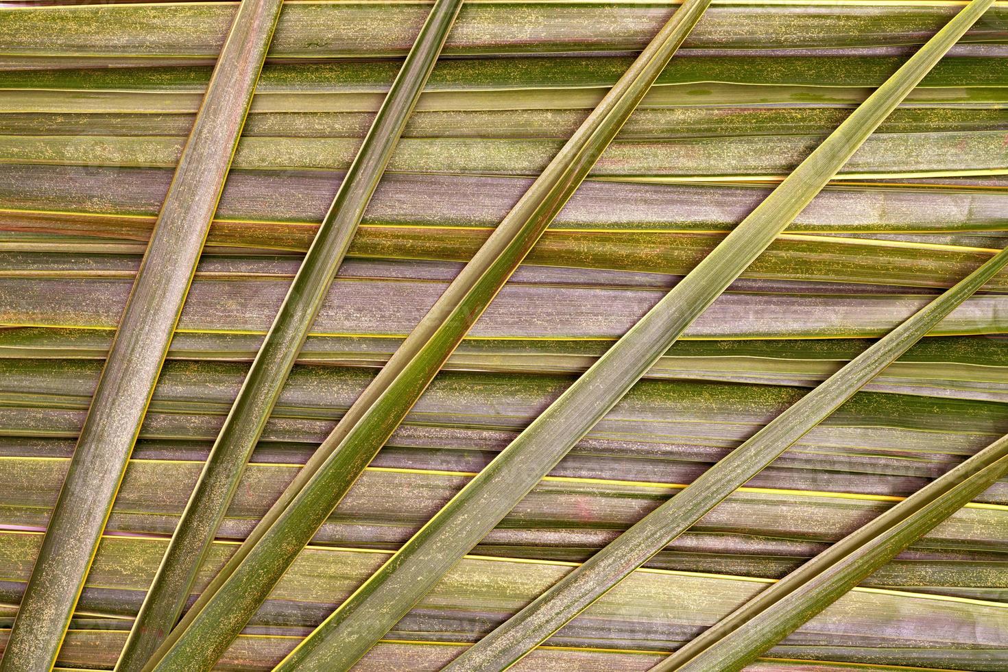 verde le foglie motivo, foglia Noce di cocco struttura foto