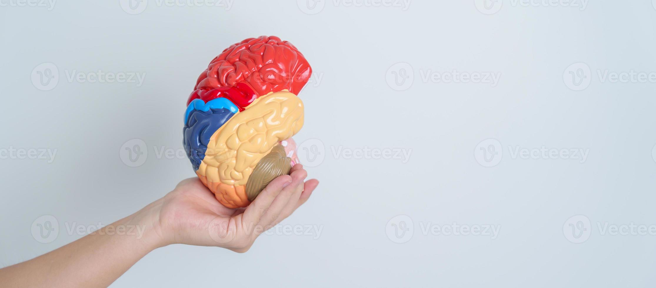 donna Tenere umano cervello modello. mondo cervello tumore giorno, cervello ictus, demenza, alzheimer, morbo di Parkinson e mondo mentale Salute concetto foto