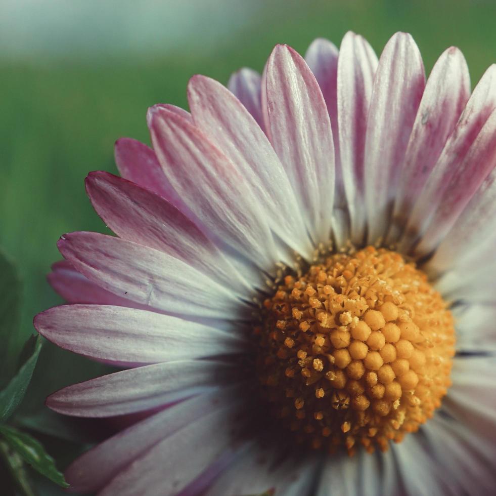 fiore margherita rosa e bianco nel giardino foto