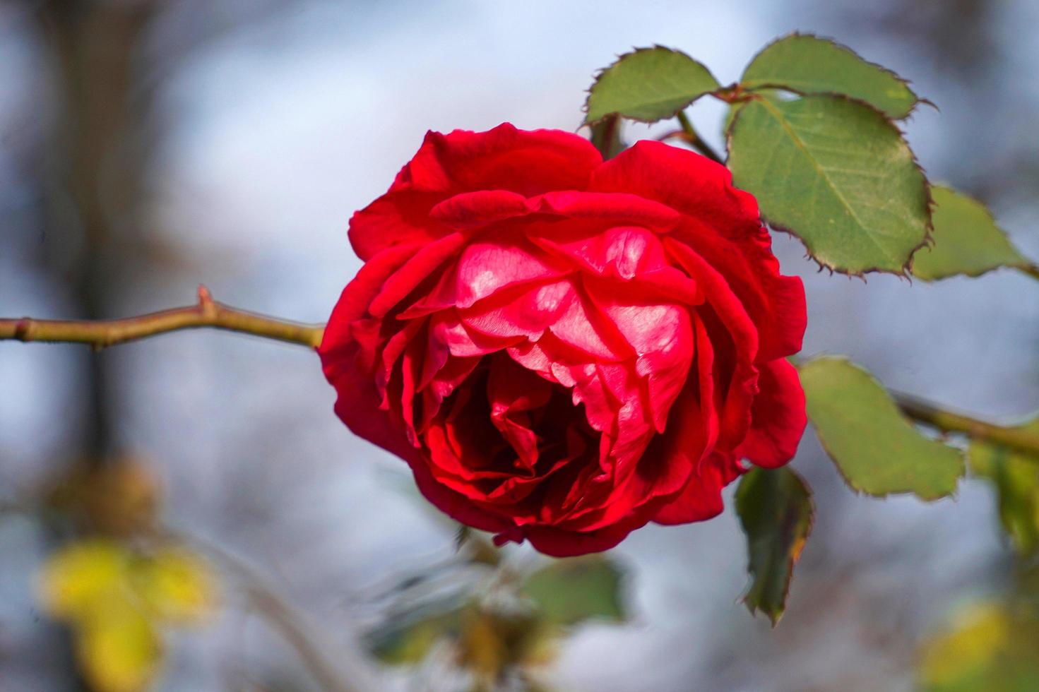 bellissimo fiore rosa per san valentino foto