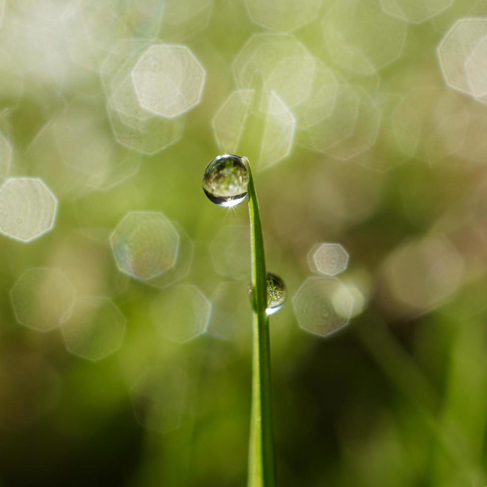 goccia d'acqua sul filo d'erba verde foto