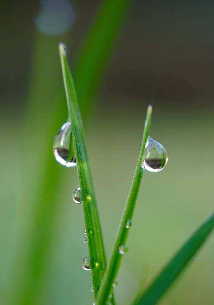 goccia d'acqua sul filo d'erba verde foto
