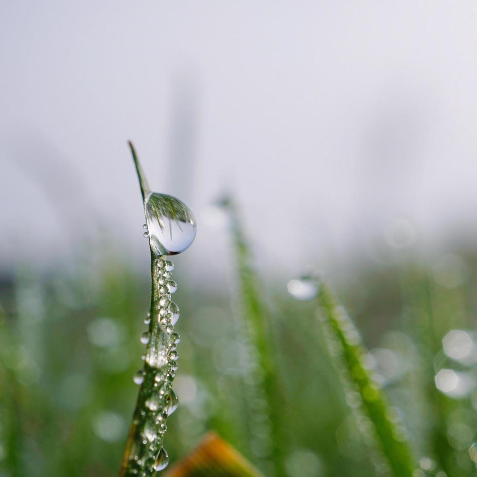 goccia di pioggia sulla foglia di erba verde foto