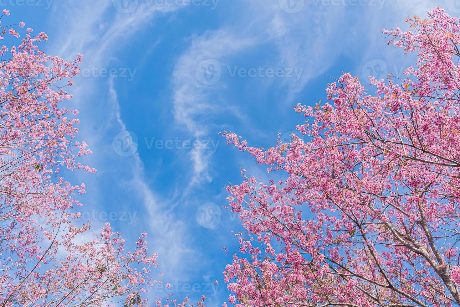 paesaggio di bellissimo selvaggio himalayano ciliegia fioritura rosa prunus cerasoides fiori a phu lom lo loei e phitsanulok di Tailandia foto