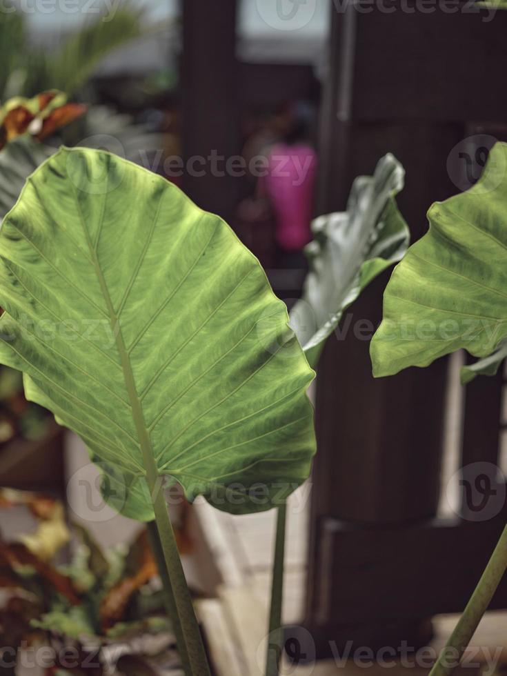 natura sfondo , colocasia Limone lime è bellissimo foglia pianta foto