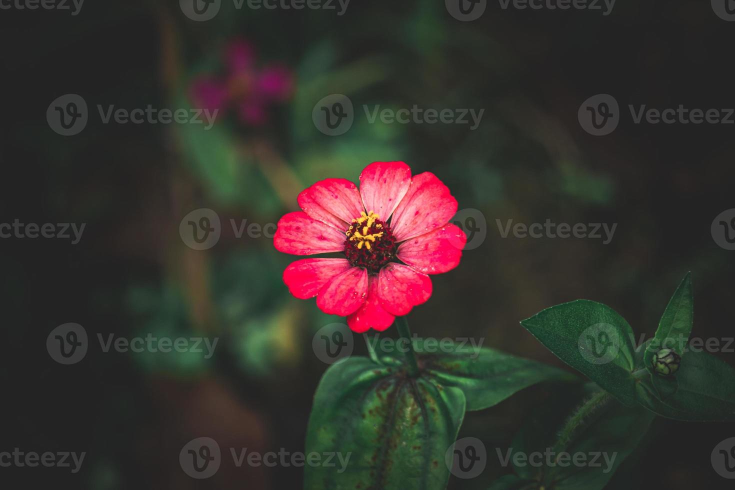 bianca Comune zinnia, elegante zinnia fiore nel il giardino con buio sfondo foto