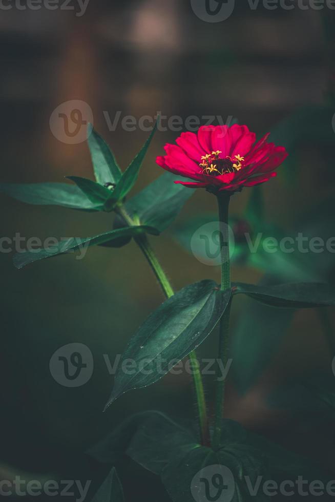 rosso Comune zinnia, elegante zinnia fiore nel il giardino con buio sfondo foto