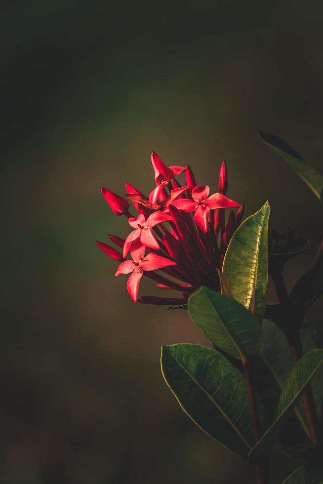 giungla geranio, ixora coccinella, ovest indiano gelsomino fiore nel il giardino foto