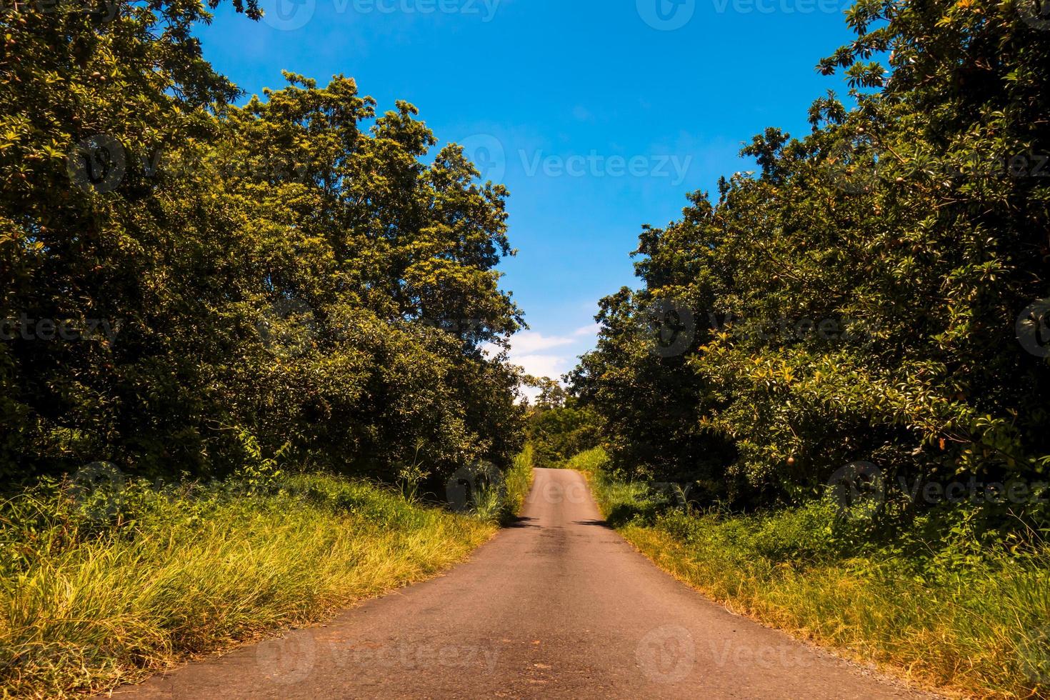 vuoto strada attraverso foresta con blu cielo foto