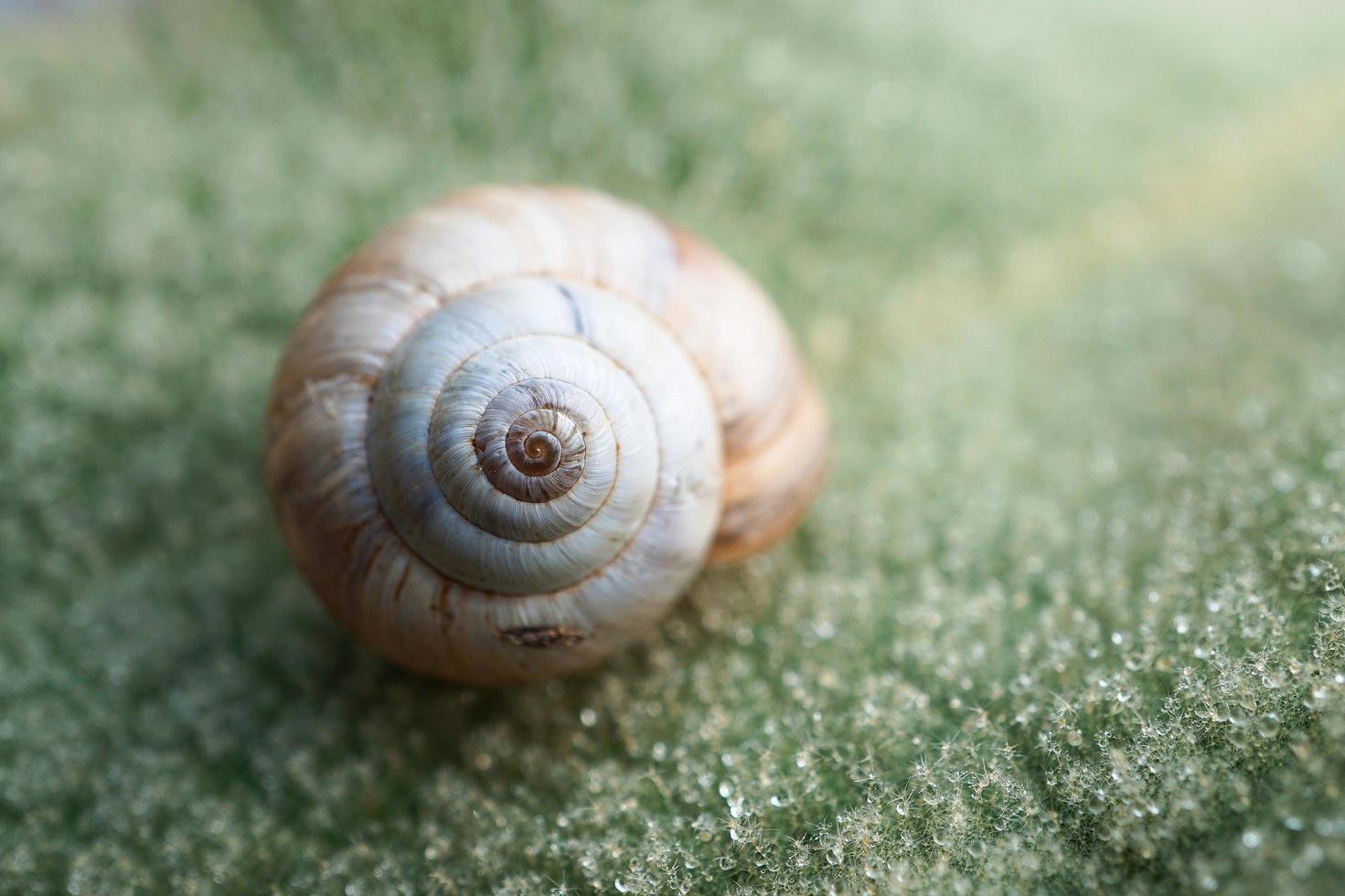 lumaca bianca sulla foglia foto