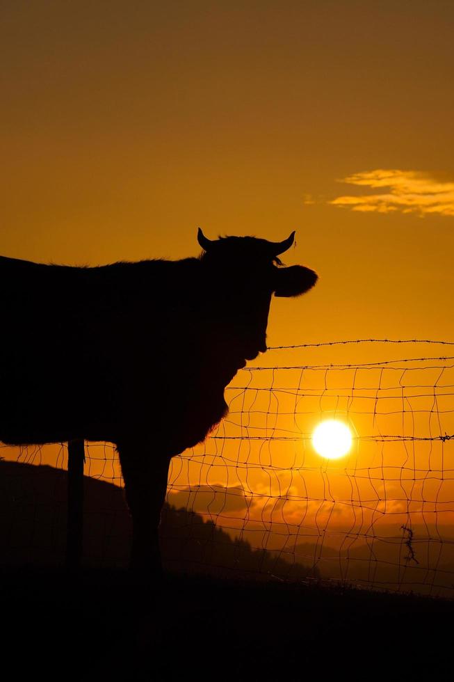 sagoma di una mucca al tramonto nel prato foto