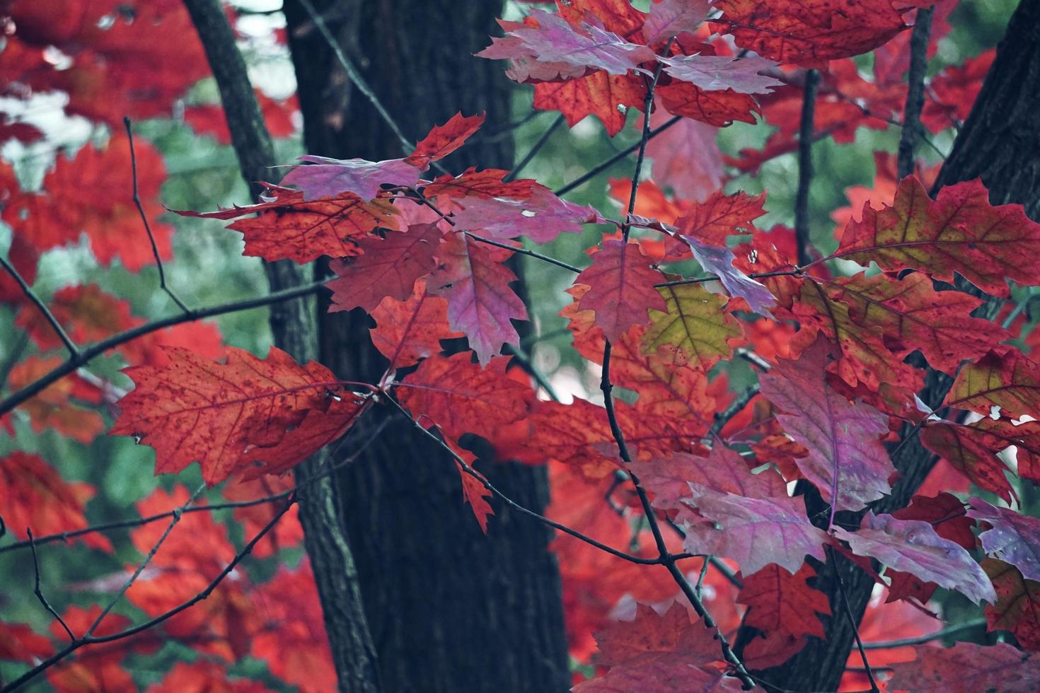 albero di autunno con foglie rosse foto