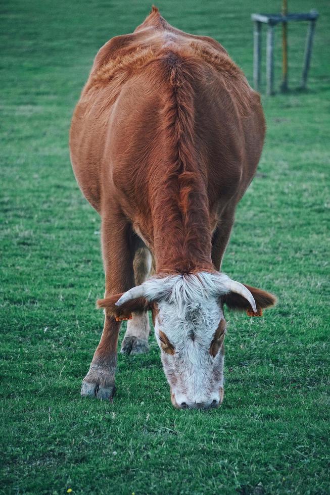 mucca marrone al pascolo nel prato foto