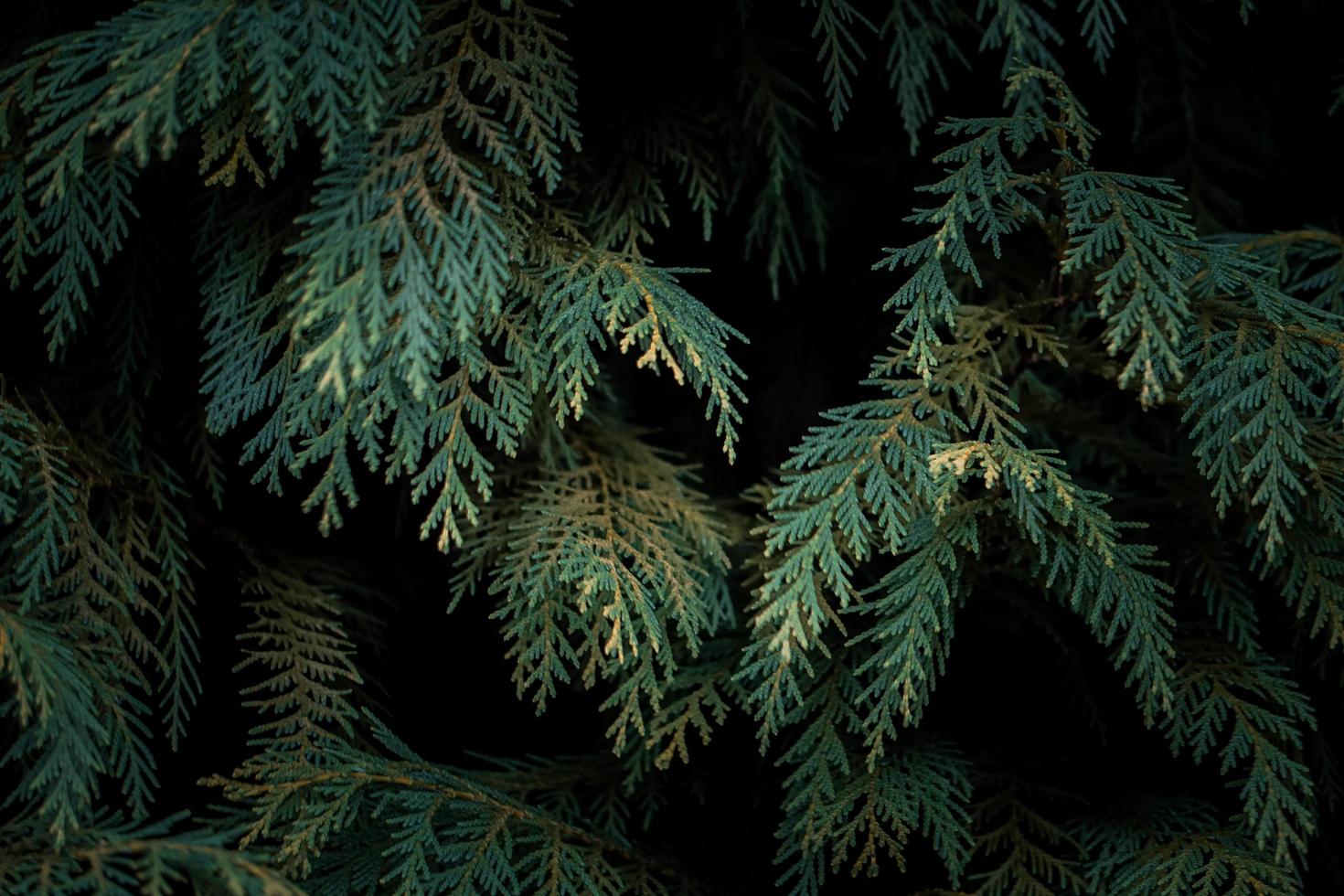 foglie di pino verde in natura foto