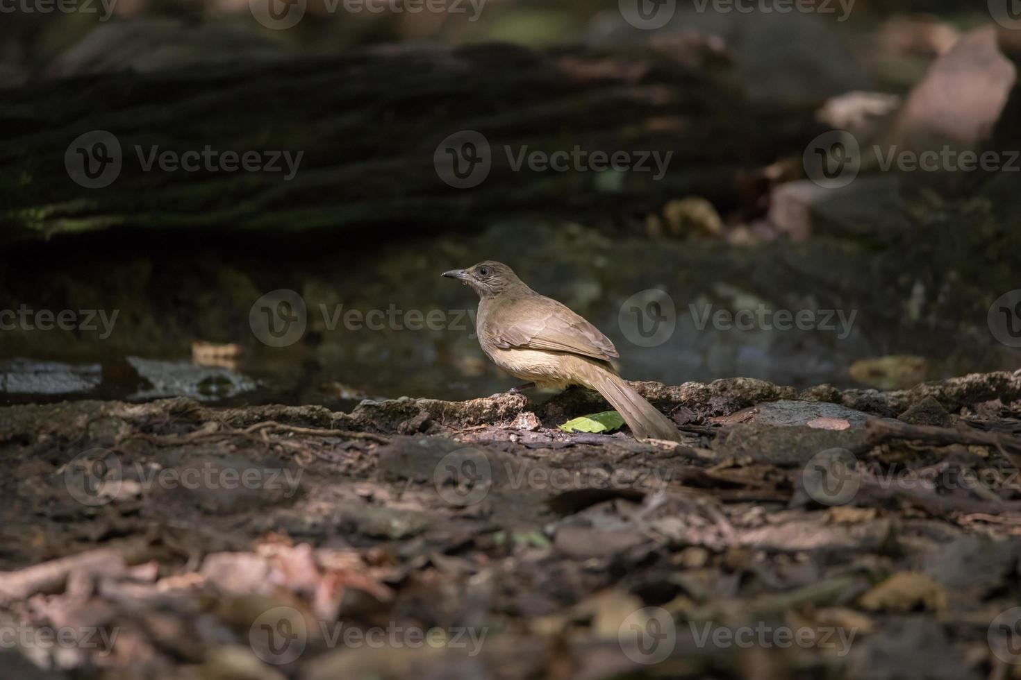 uccello a terra foto