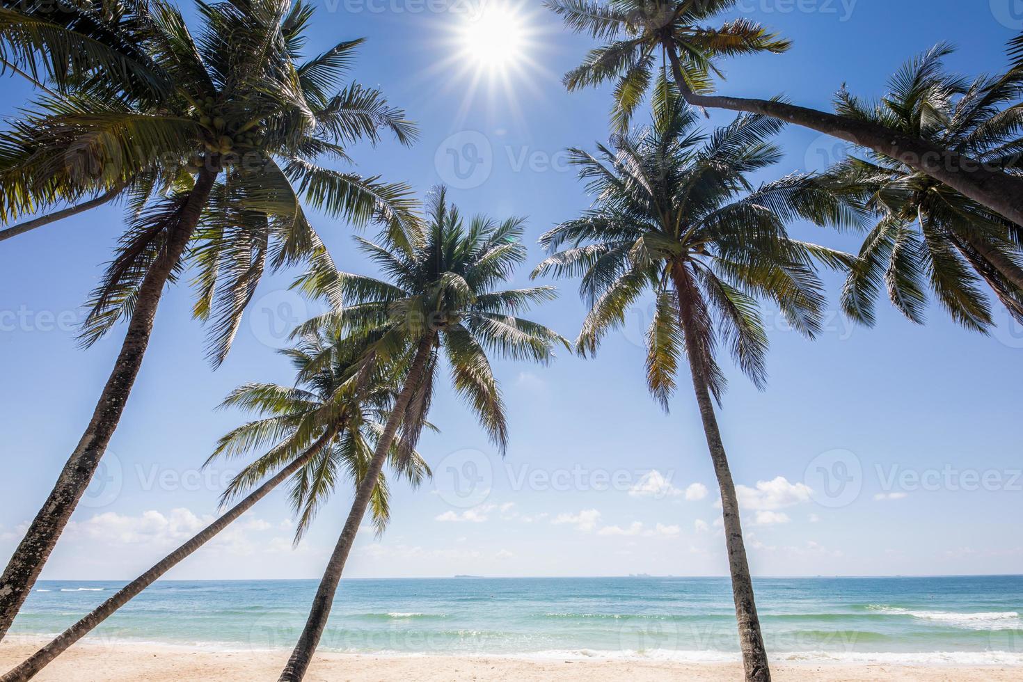 alberi di cocco di fronte all'oceano foto