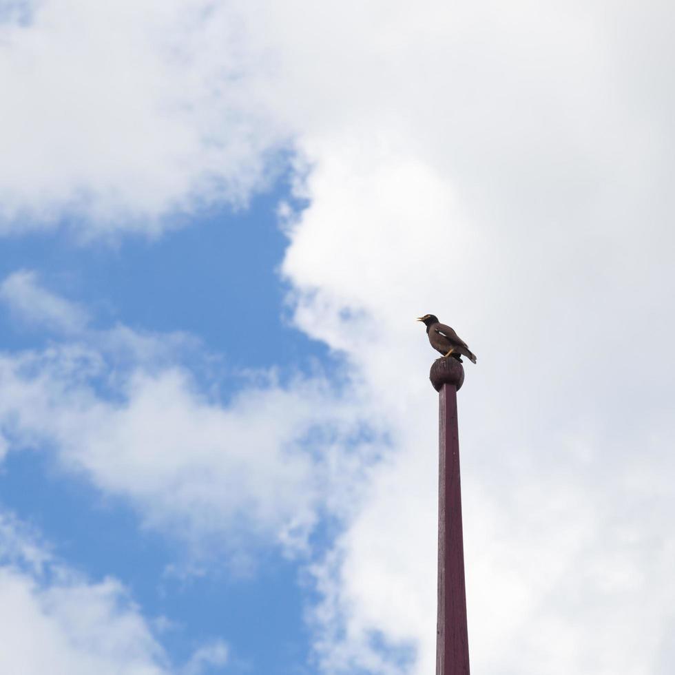 uccello su un palo foto