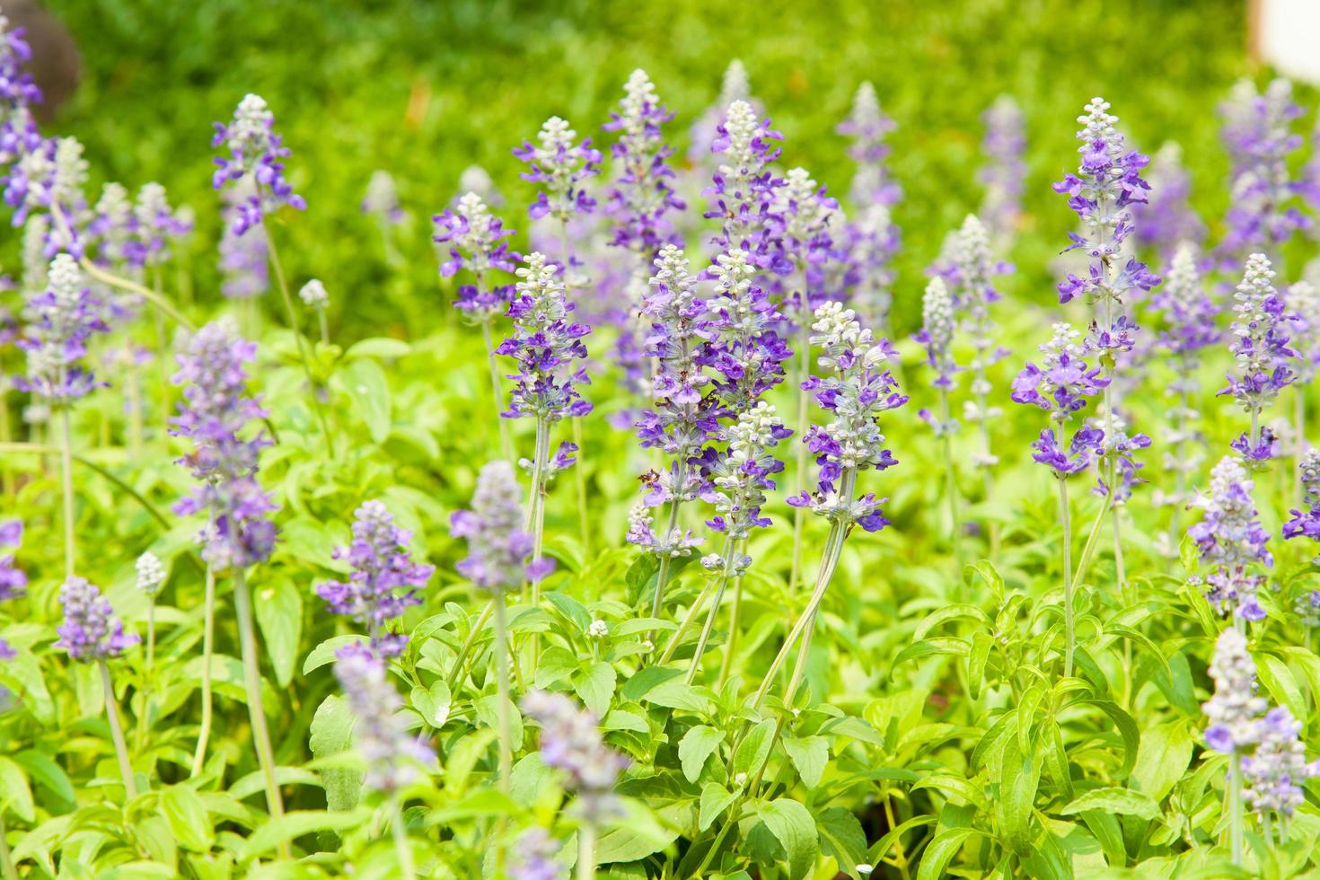 fiori in giardino foto