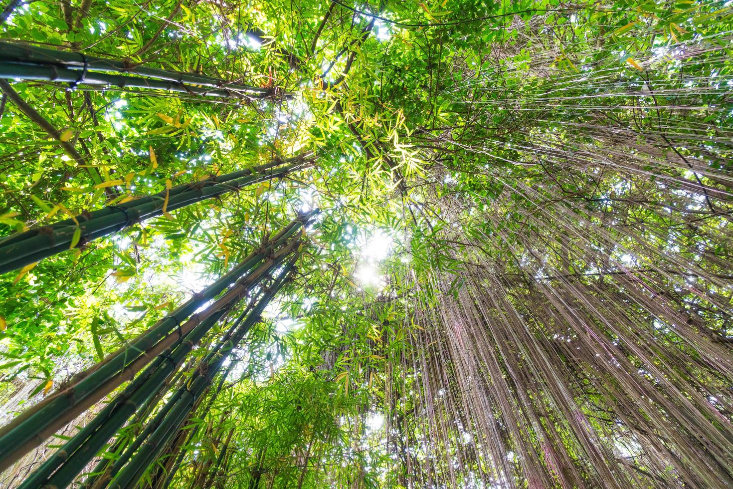 foresta di bambù in giappone foto