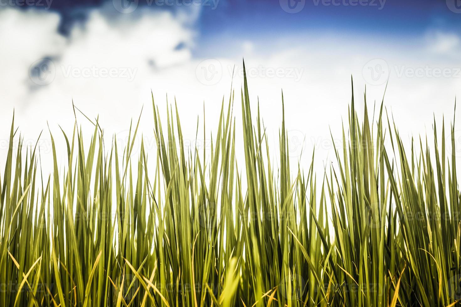 erba e cielo blu foto