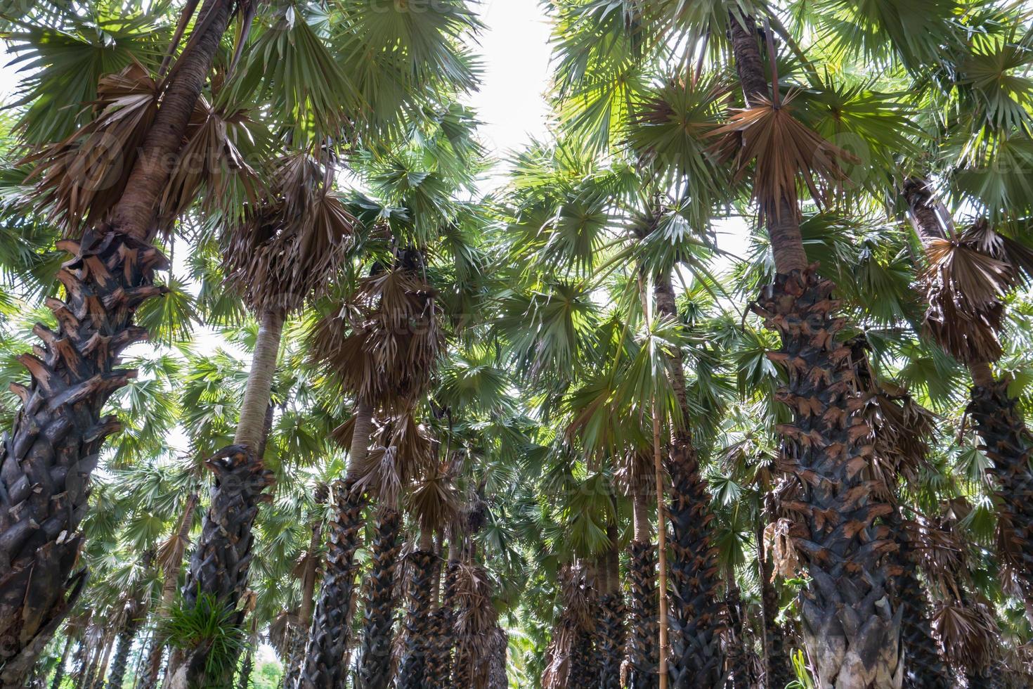 gruppo di palme durante il giorno foto