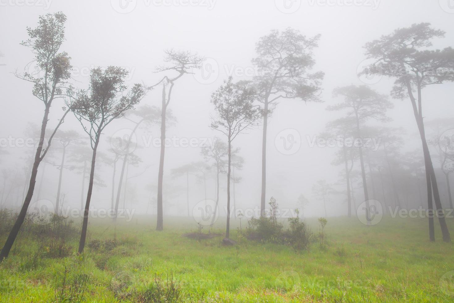 vista nebbiosa di una foresta foto