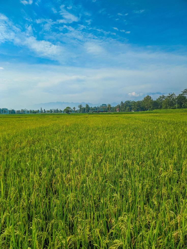 indonesiano tradizionale riso agricoltura paesaggio. indonesiano riso campi. riso i campi e blu cielo nel Indonesia. foto