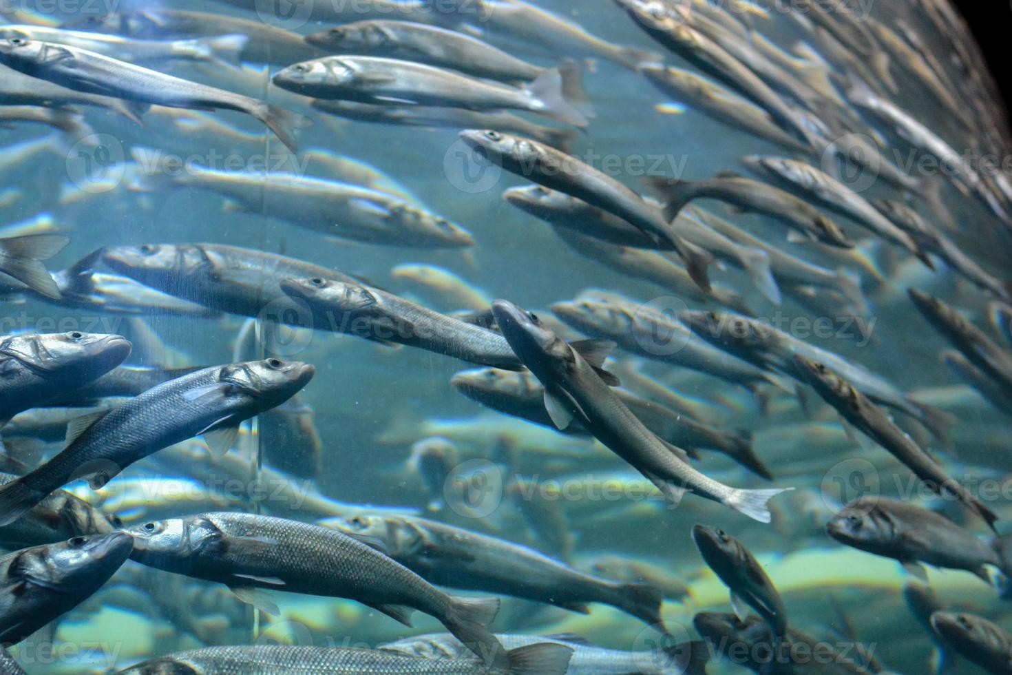 scuola di pesca foto