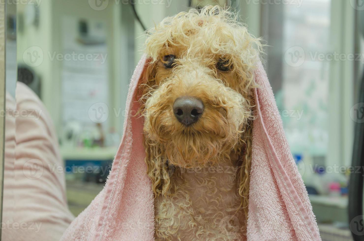 cane bagnato dopo fare la doccia nel un' asciugamano a il toelettatore foto