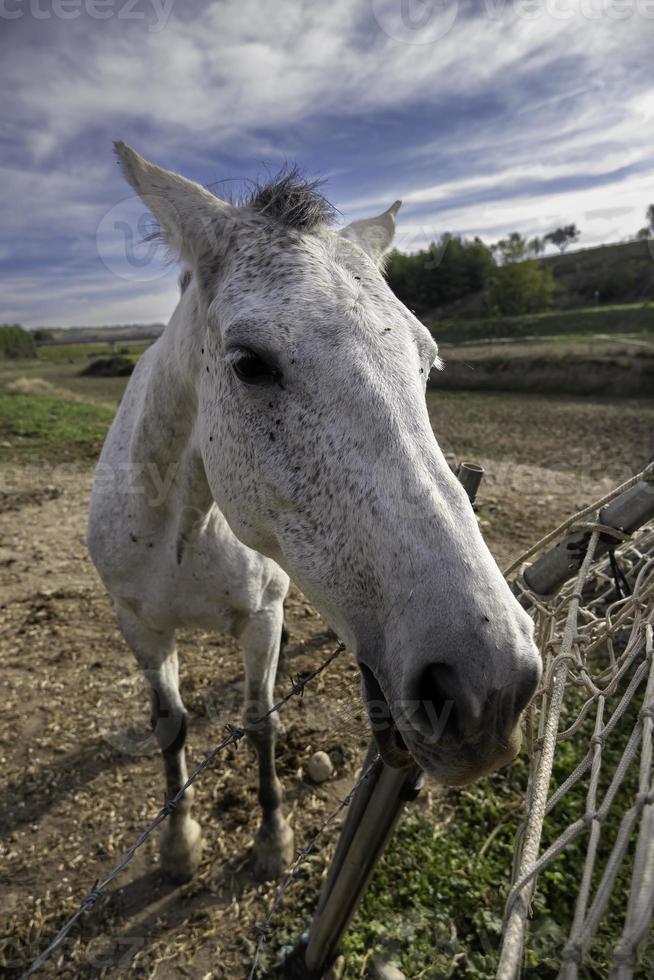 cavallo bianco in una fattoria foto