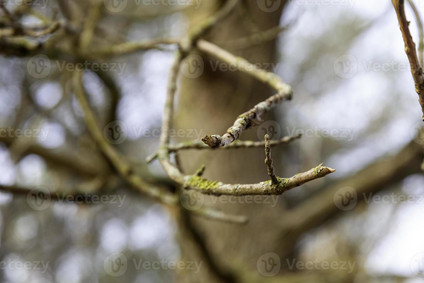 secco albero rami foto