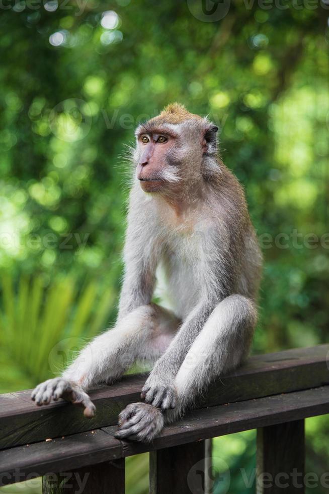 carino scimmia seduta su un' di legno ringhiera. foto