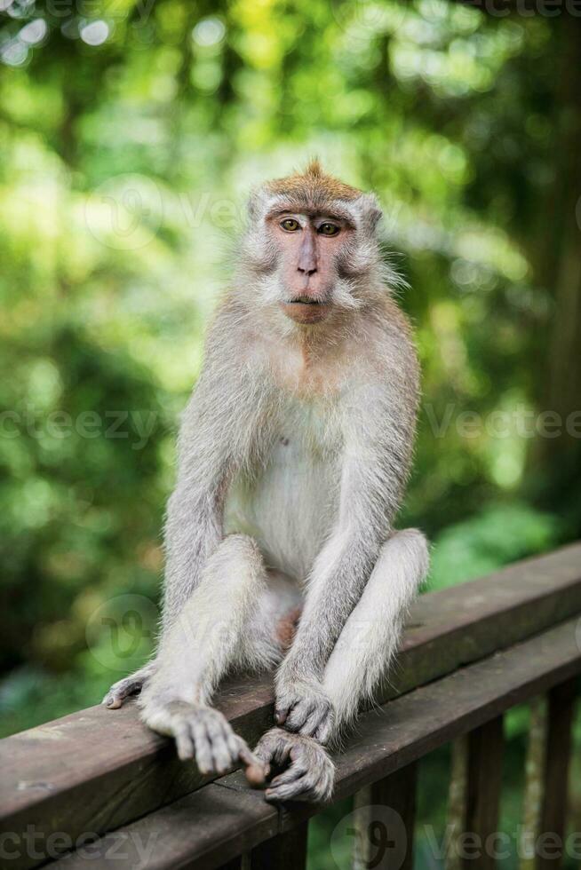 calma scimmia seduta su un' di legno ringhiera. foto