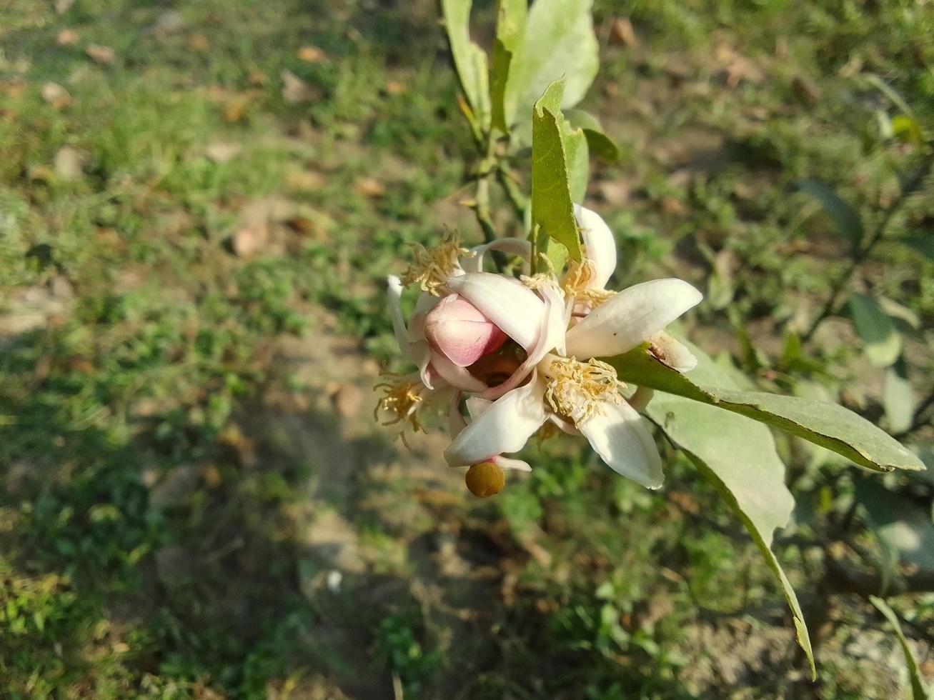 natura bellissimo fiori sfondo gratuito Scarica foto