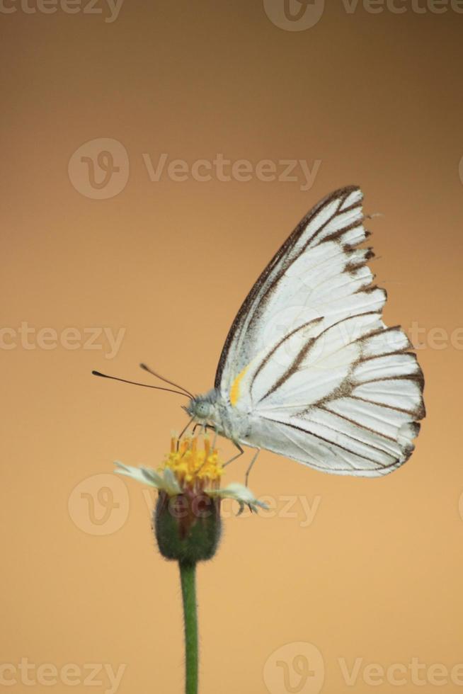 bianca legna farfalla suzione il nettare di fiori nel natura e bellissimo nel estate è un' ciclo di insetti e farfalle quello piace per alimentazione su il nettare di fiori. foto