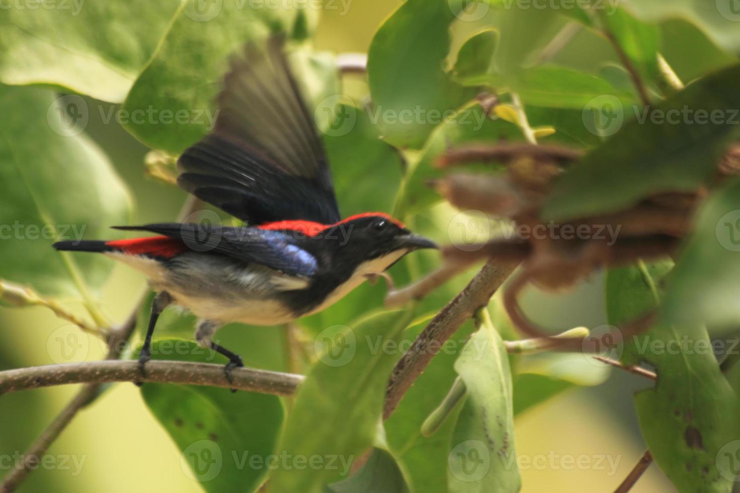 il con il dorso rosso picchio posatoi su parassita rami per cibo e mangia parassita semi. esso è un' uccello quello mosche molto veloce, piccolo e Bellissima. -nok khun chang khun phaen- foto