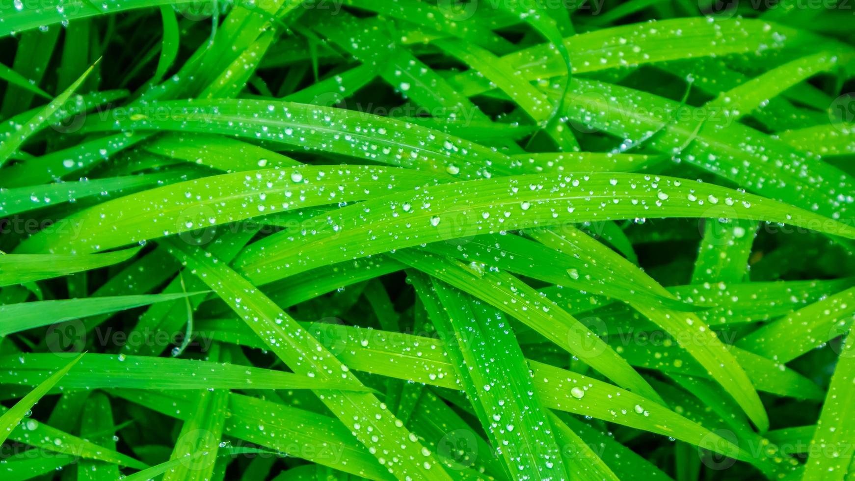 bellissimo e sbalorditivo verde le foglie come sfondo foto