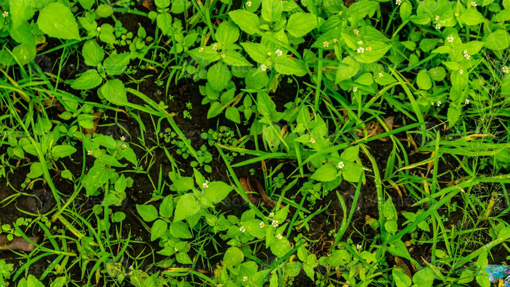 sorprendente bellissimo verde selvaggio impianti foto