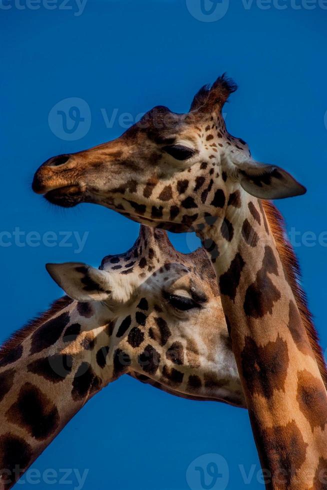 giraffe sotto il cielo blu foto