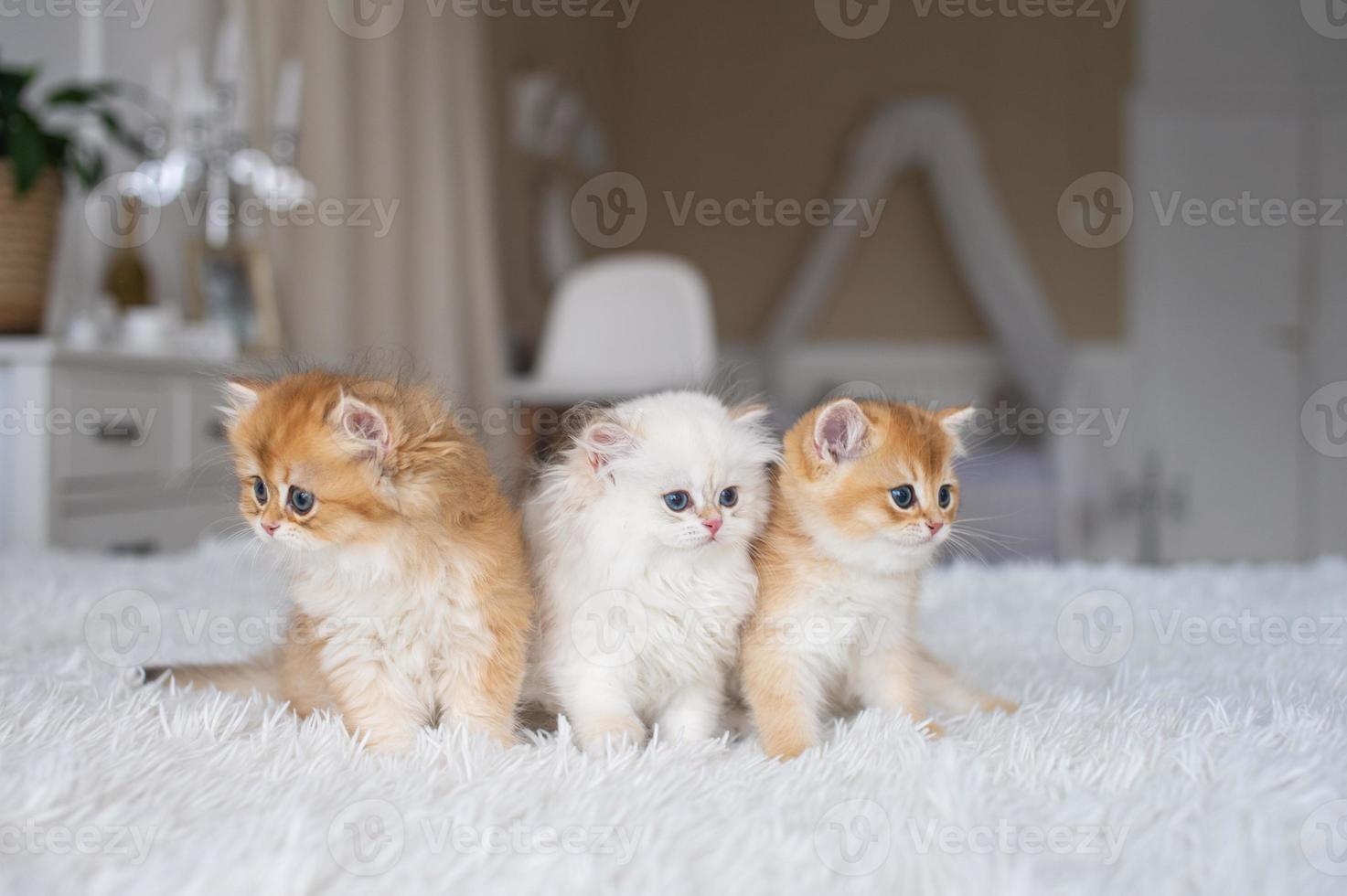 tre dai capelli lunghi Britannico gattini siamo seduta su il letto. multicolore gatti foto