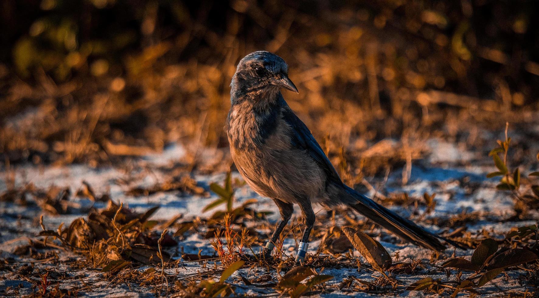 il uccello nel il tramonto foto