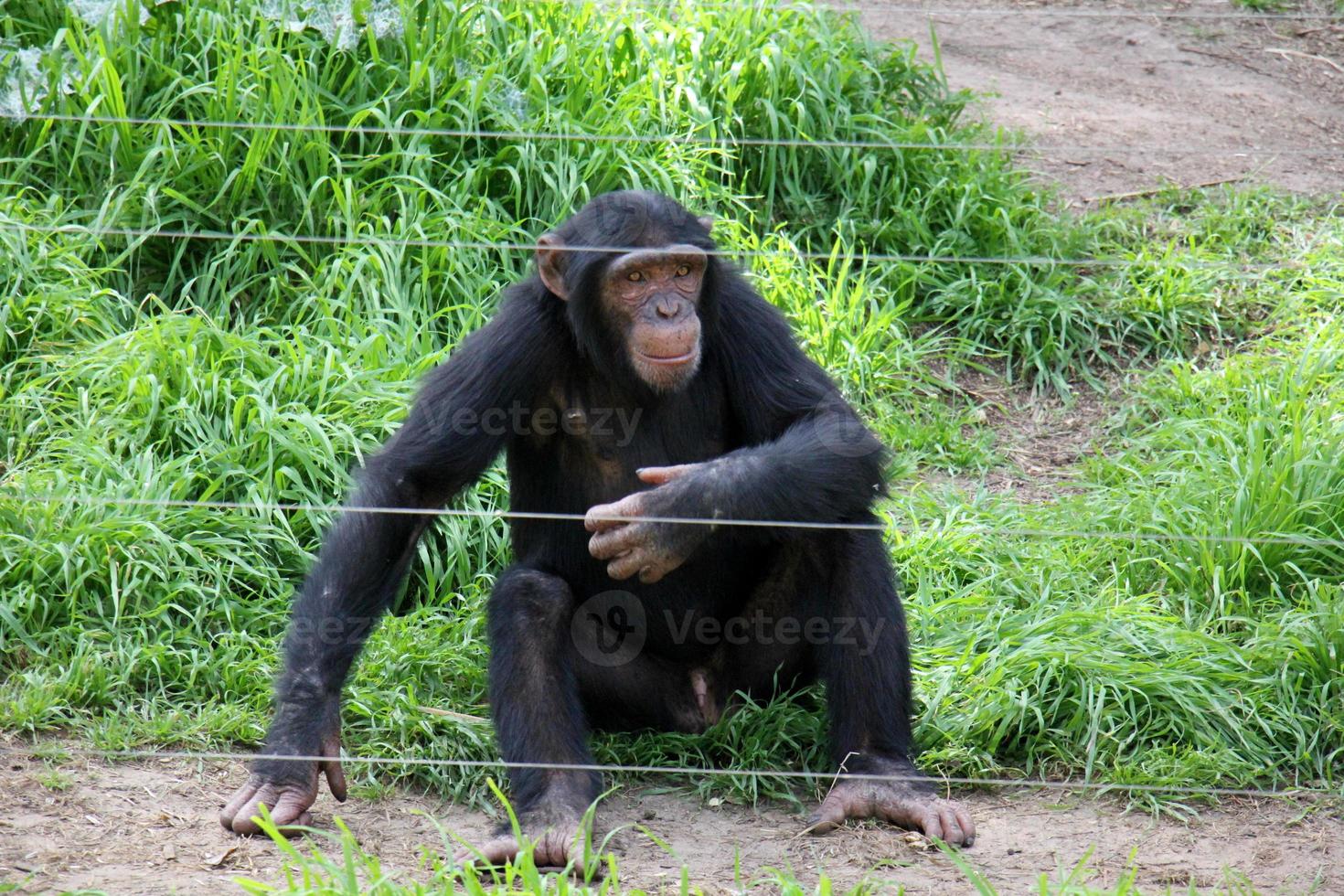 il scimmia vite nel un' zoo nel Israele. foto