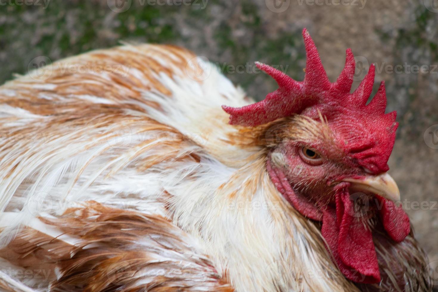 pollame gallina prese con paesaggio fotografia avvicinamento struttura foto