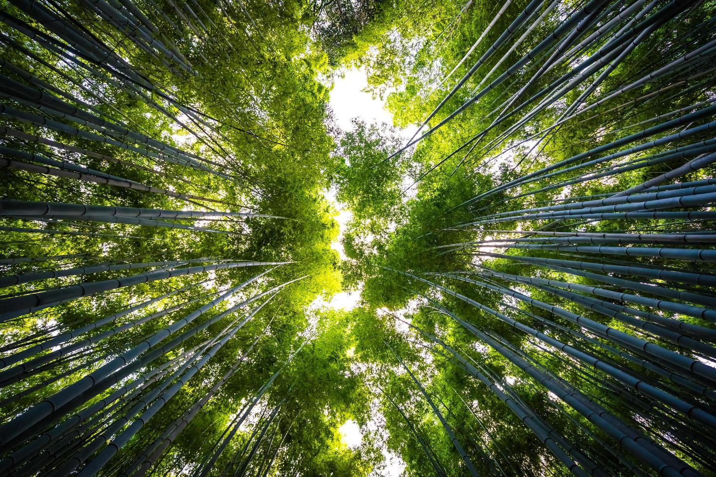 bellissima foresta di bambù ad arashiyama, kyoto foto