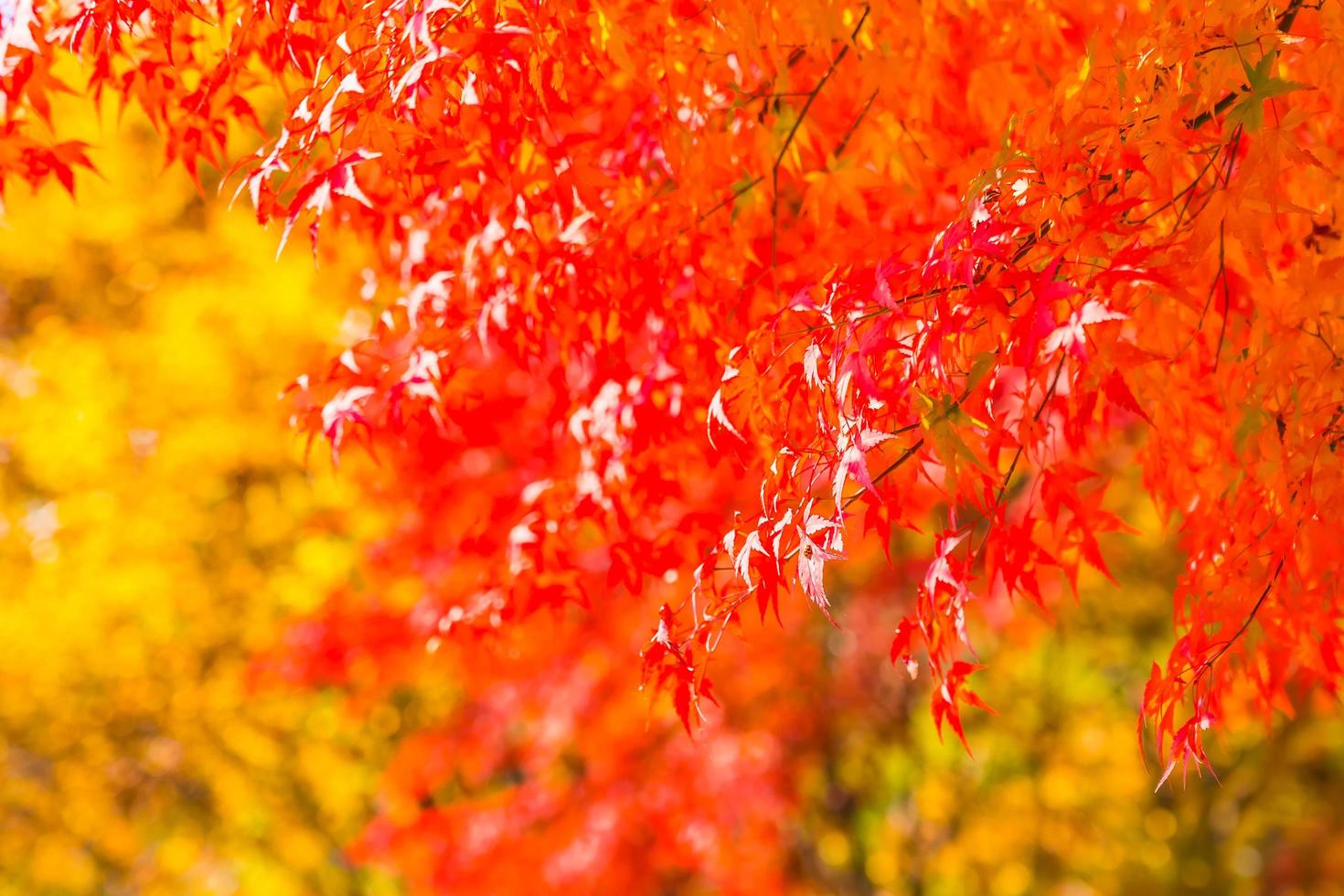 belle foglie d'acero rosso foto