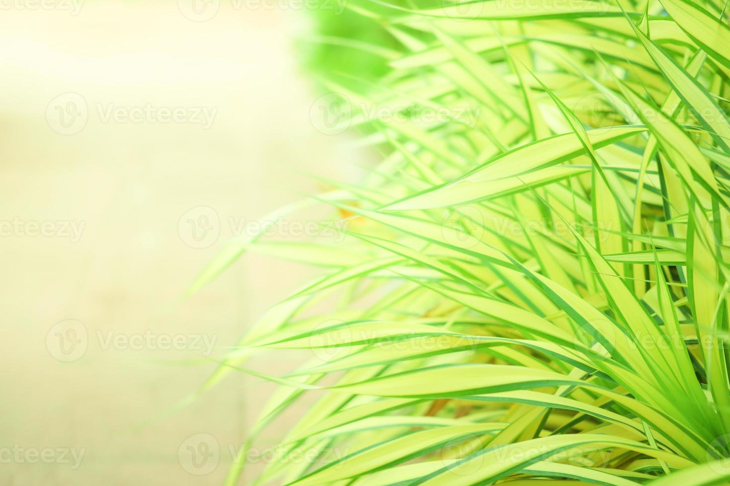 primo piano di erba verde con sfondo sfocato foto