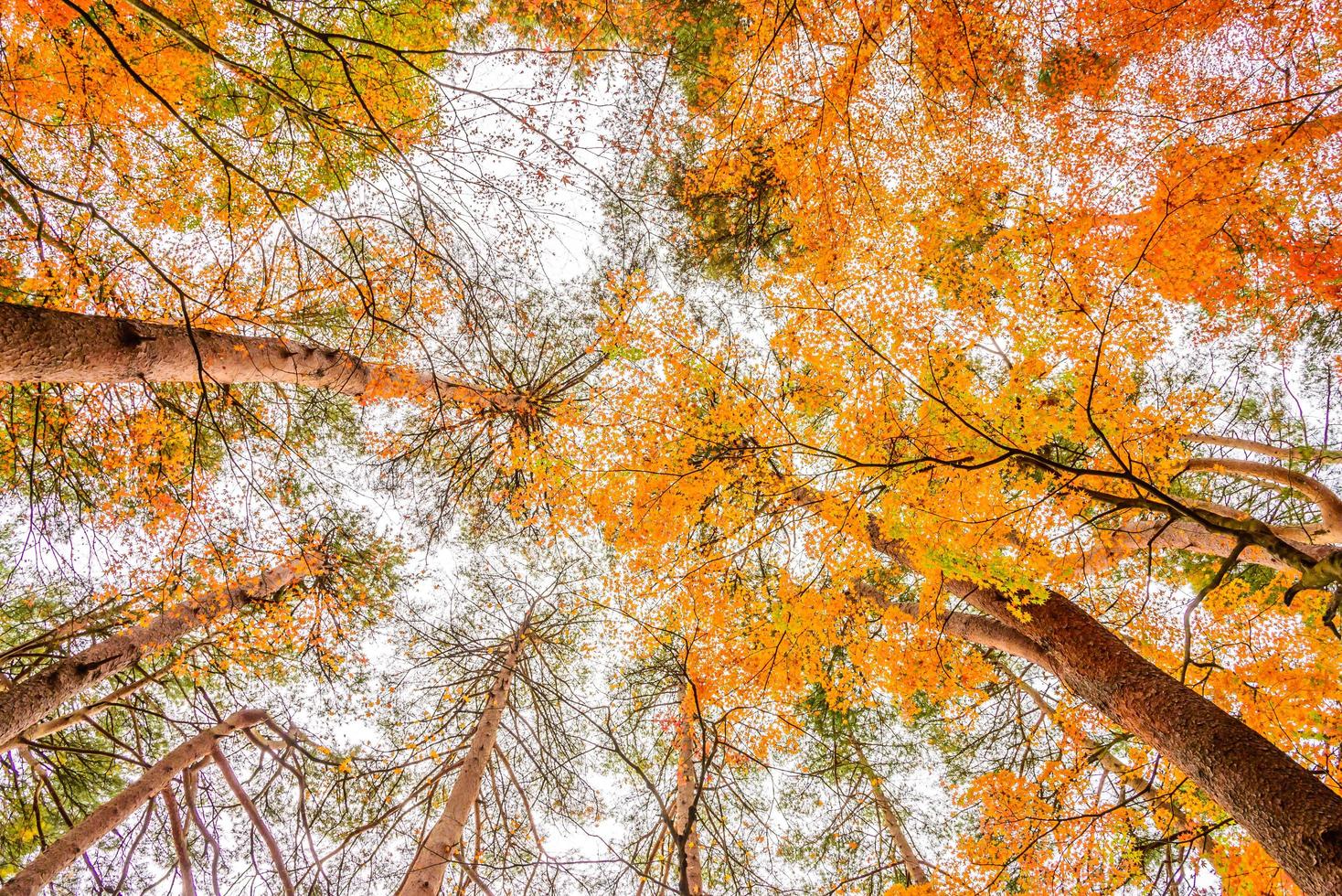 alberi di acero in autunno foto