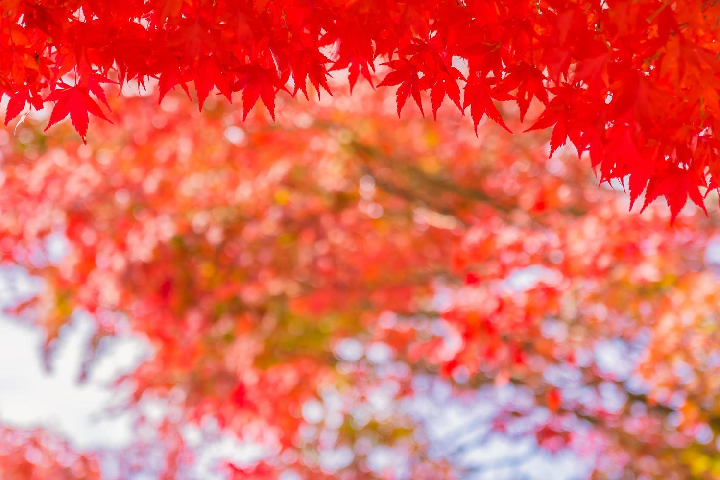 belle foglie d'acero rosso foto