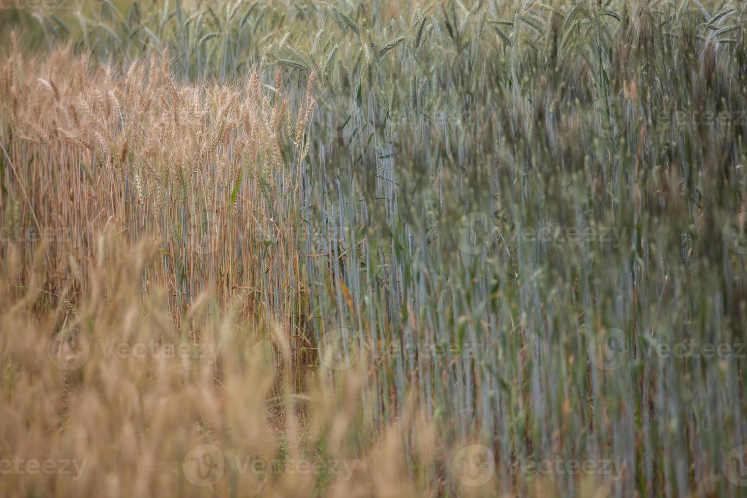 orzo che cresce in un campo foto